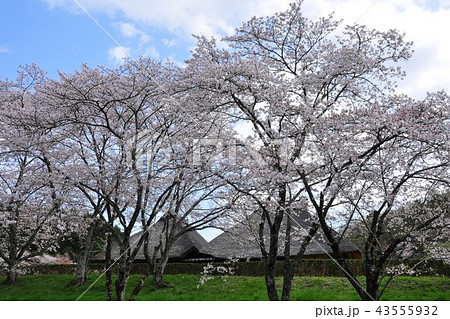 新城市桜淵公園の桜並木と釜屋建民家 43555932