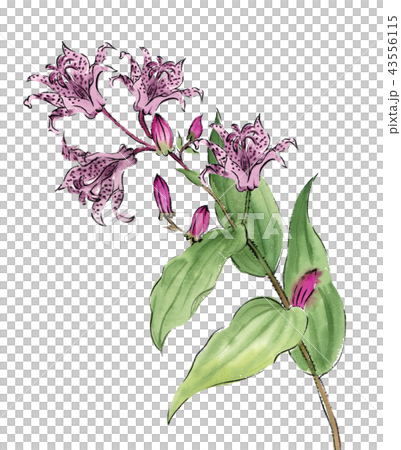 ほととぎす ホトトギス 43556115