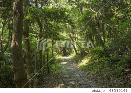 志摩の伊射波神社の参道 志摩の伊射波神社の参道 43556141