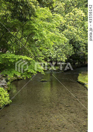 上賀茂神社の明神川 43556142