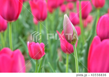 チューリップ 43556836