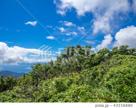 【伊豆半島】夏の高原風景【伊豆山稜線歩道・だるま山周辺】 43556880