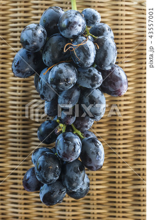 Brush black ripe grapes hanging on the background texture wicker surface in the rays of the sun Brush black ripe grapes hanging on the background texture wicker surface in the rays of the sun 43557001