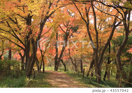 嵐山渓谷の紅葉 嵐山渓谷の紅葉 43557042