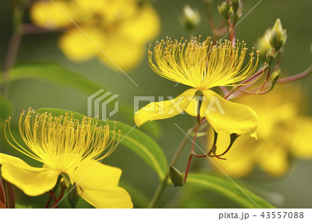 ビョウヤナギ 43557088