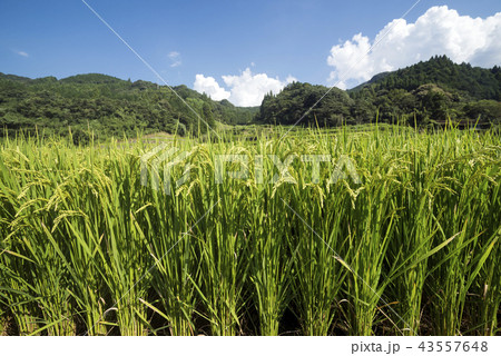 日本の棚田百選・鬼ノ口棚田 日本の棚田百選・鬼ノ口棚田 43557648