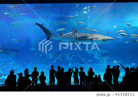 沖縄美ら海水族館 43558511