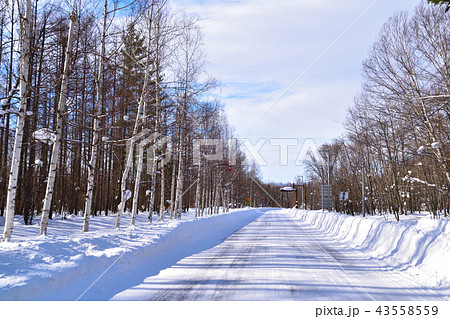 雪道 白樺並木の写真素材