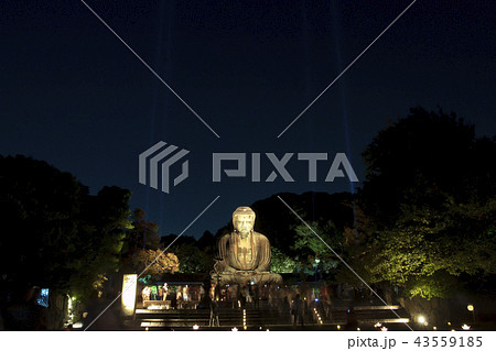 鎌倉の大仏　ライトアップ 43559185