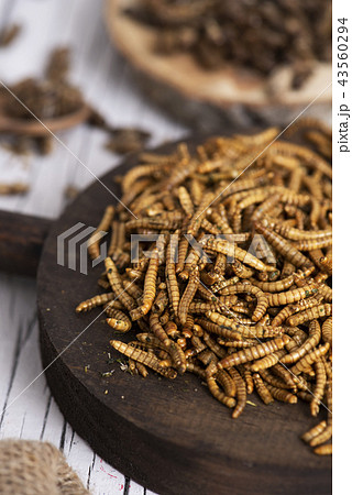 edible fried worms and crickets edible fried worms and crickets 43560294