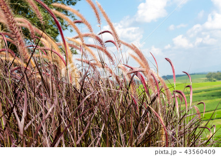 natural meadow in garden 43560409