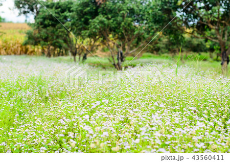 meadow and flower in natural park 43560411