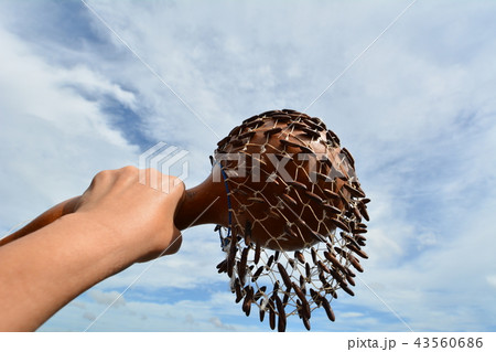 民族楽器を持った手、青空背景 43560686