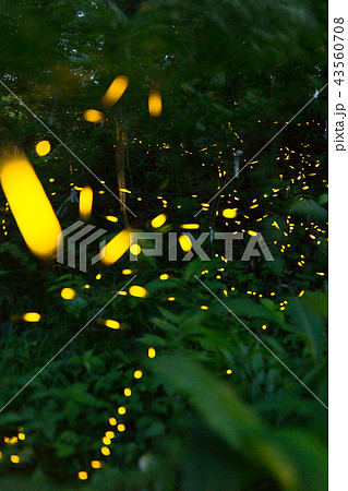 林の中で煌めく、ヒメ蛍（兵庫県宍粟市山崎町） 43560708