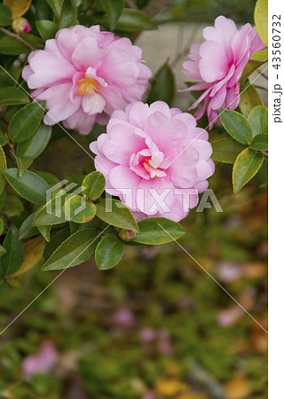乙女山茶花の花 乙女山茶花の花 43560732