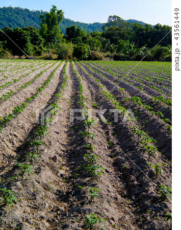Plantation of Tapioca tree Plantation of Tapioca tree 43561449