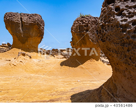 台湾 新北市 野柳地質公園 台湾 新北市 野柳地質公園 43561486