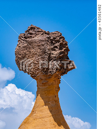 台湾 新北市 野柳地質公園 台湾 新北市 野柳地質公園 43561492