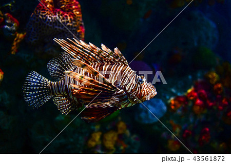 Lion fish in aquarium 43561872