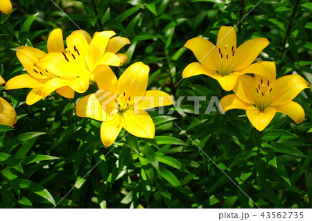 スカシユリ　透百合の花　日本大通り花壇 （キングの塔前）　2018年横浜開港祭 43562735