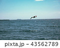 釜山 海 新しい 43562789