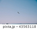 釜山 海 カモメ 43563118