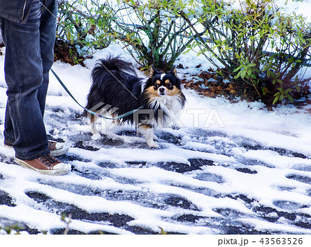 チワワ チワワ 43563526