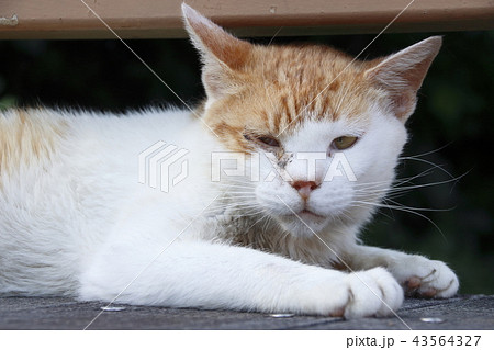 眠そうな野良猫 眠そうな野良猫 43564327