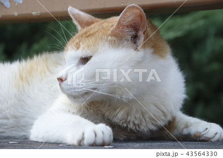 眠そうな野良猫 眠そうな野良猫 43564330