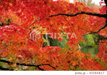 鏡容池を彩る晩秋の龍安寺境内の紅葉 【京都市・右京区】 43564817