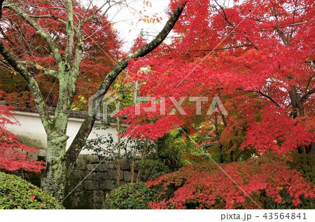 晩秋の本願寺北山別院前の紅葉 【京都市・左京区】 晩秋の本願寺北山別院前の紅葉 【京都市・左京区】 43564841