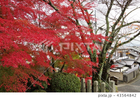 晩秋の本願寺北山別院前の紅葉 【京都市・左京区】 43564842
