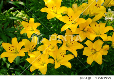 スカシユリ 透百合の花 日本大通り花壇 (キングの塔前) 2018年横浜開港祭 スカシユリ 透百合の花 日本大通り花壇 (キングの塔前) 2018年横浜開港祭 43564959