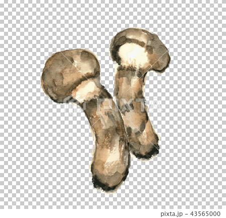 Matsutake Matsutake Matsutake Matsutake 43565000