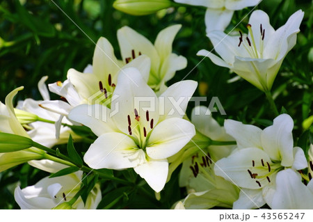 スカシユリ 透百合の花 日本大通り花壇 (キングの塔前) 2018年横浜開港祭 スカシユリ 透百合の花 日本大通り花壇 (キングの塔前) 2018年横浜開港祭 43565247