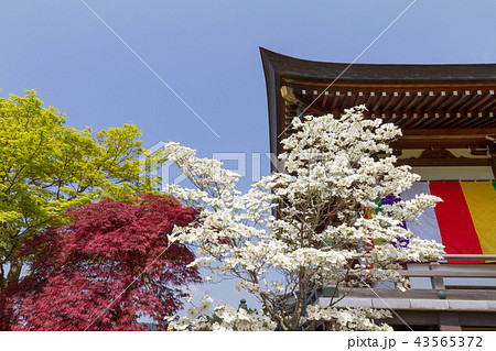 春の倶利伽羅不動寺 43565372