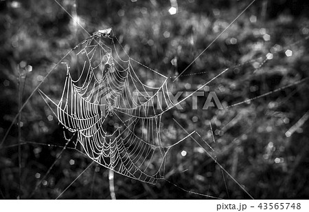 Cobweb with dew drops on the blades of grass. 43565748