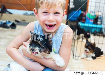 caucasian boy embraces puppy Yorkshire terrier 43566100