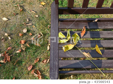 autumn autumn 43566543