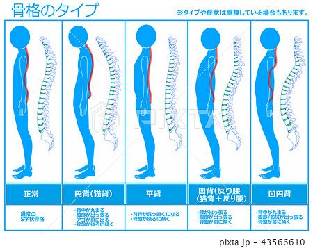 骨格のタイプ 脊柱あり ブルー のイラスト素材