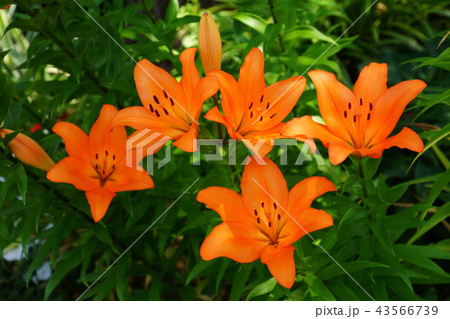 スカシユリ　透百合の花　日本大通り花壇 （キングの塔前）　2018年横浜開港祭 43566739