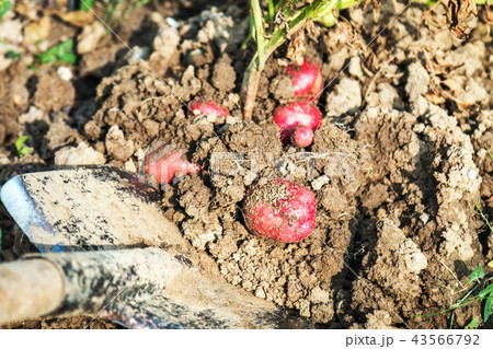 dig with a shovel the crops of potatoes  43566792