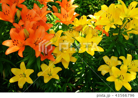 スカシユリ　透百合の花　日本大通り花壇 （キングの塔前）　2018年横浜開港祭 43566796