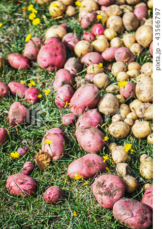 harvest different varieties of potatoes in the garden harvest different varieties of potatoes in the garden 43566797