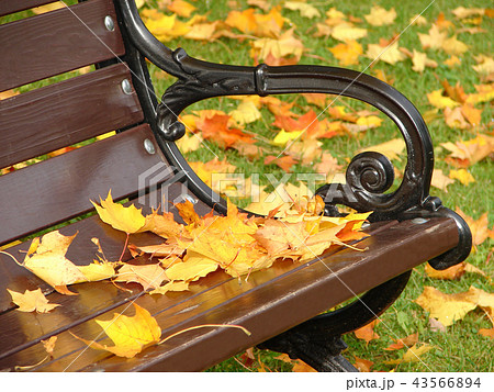 Yellow leaves lie on a bench in park in autumn Yellow leaves lie on a bench in park in autumn 43566894