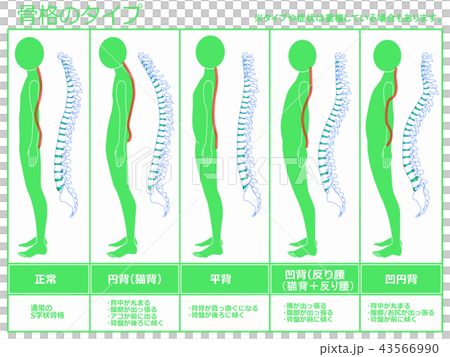 骨格のタイプ　脊柱あり（グリーン） 43566990