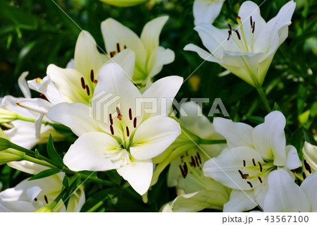 スカシユリ　透百合の花　日本大通り花壇 （キングの塔前）　2018年横浜開港祭 43567100