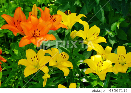 スカシユリ 透百合の花 日本大通り花壇 (キングの塔前) 2018年横浜開港祭 スカシユリ 透百合の花 日本大通り花壇 (キングの塔前) 2018年横浜開港祭 43567115