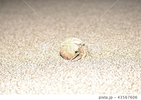 歩くヤドカリ 43567606