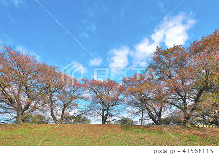 紅葉の桜並木 43568115